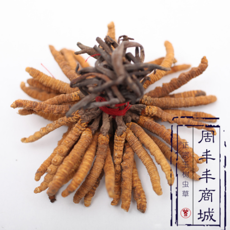 冬虫夏草是虫还是草：无法人工培养的纯天然滋补佳品