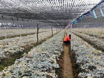 威海金颐阳药业的西洋参那些事儿