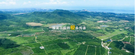 海南黄花梨蓝天弘林新创海南黄花梨共享新模式