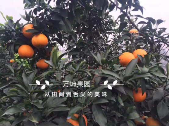 万坤果园适合创业吗？怎么做微商代理？赚钱吗？