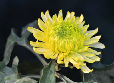 石家庄丰益肛泰医院：我们是“菊花”的守护者 请献上你的菊花