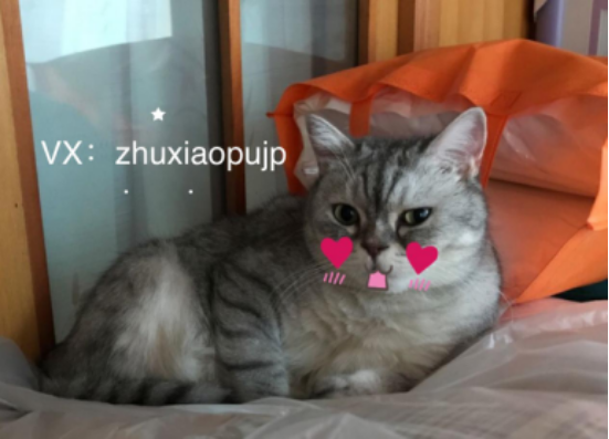 pola美白丸代购需要注意什么