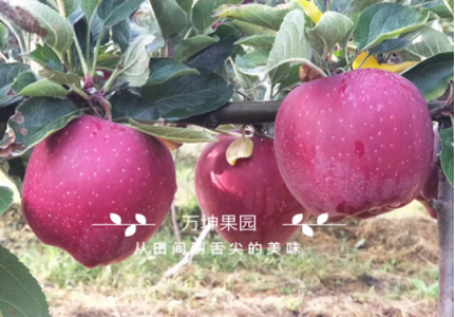 做微商卖水果真的挣钱吗？怎样加入万坤果园代理？